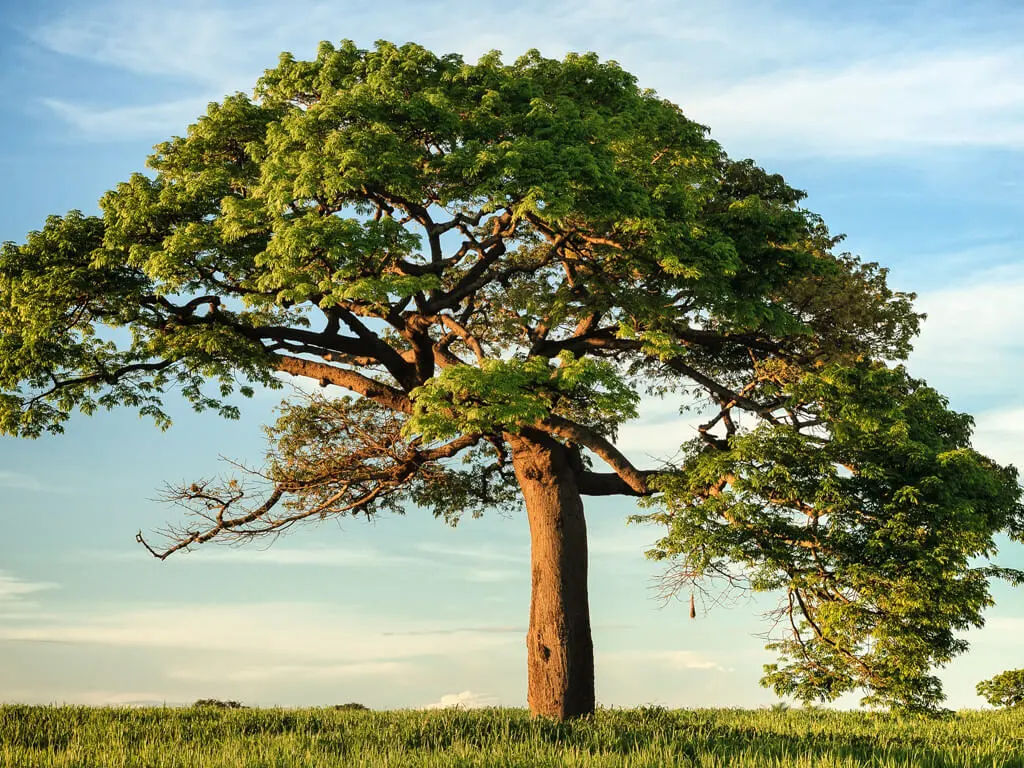 Penyuluhan Kesehatan